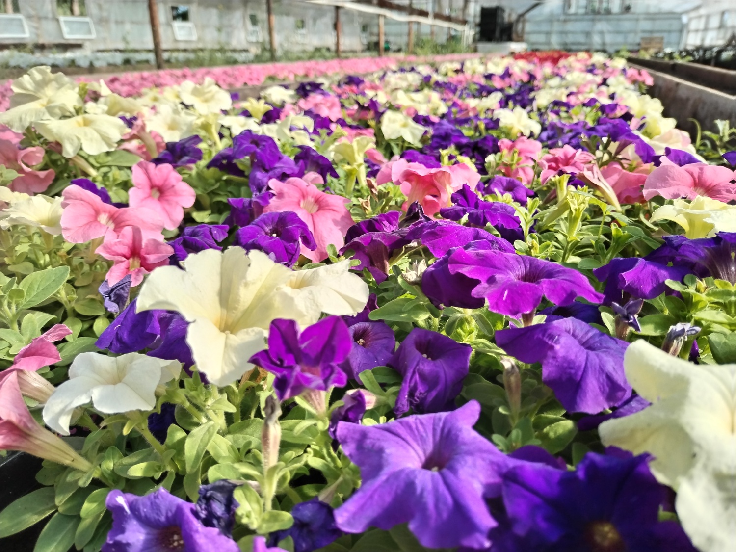 Рассада однолетних растений Рассада