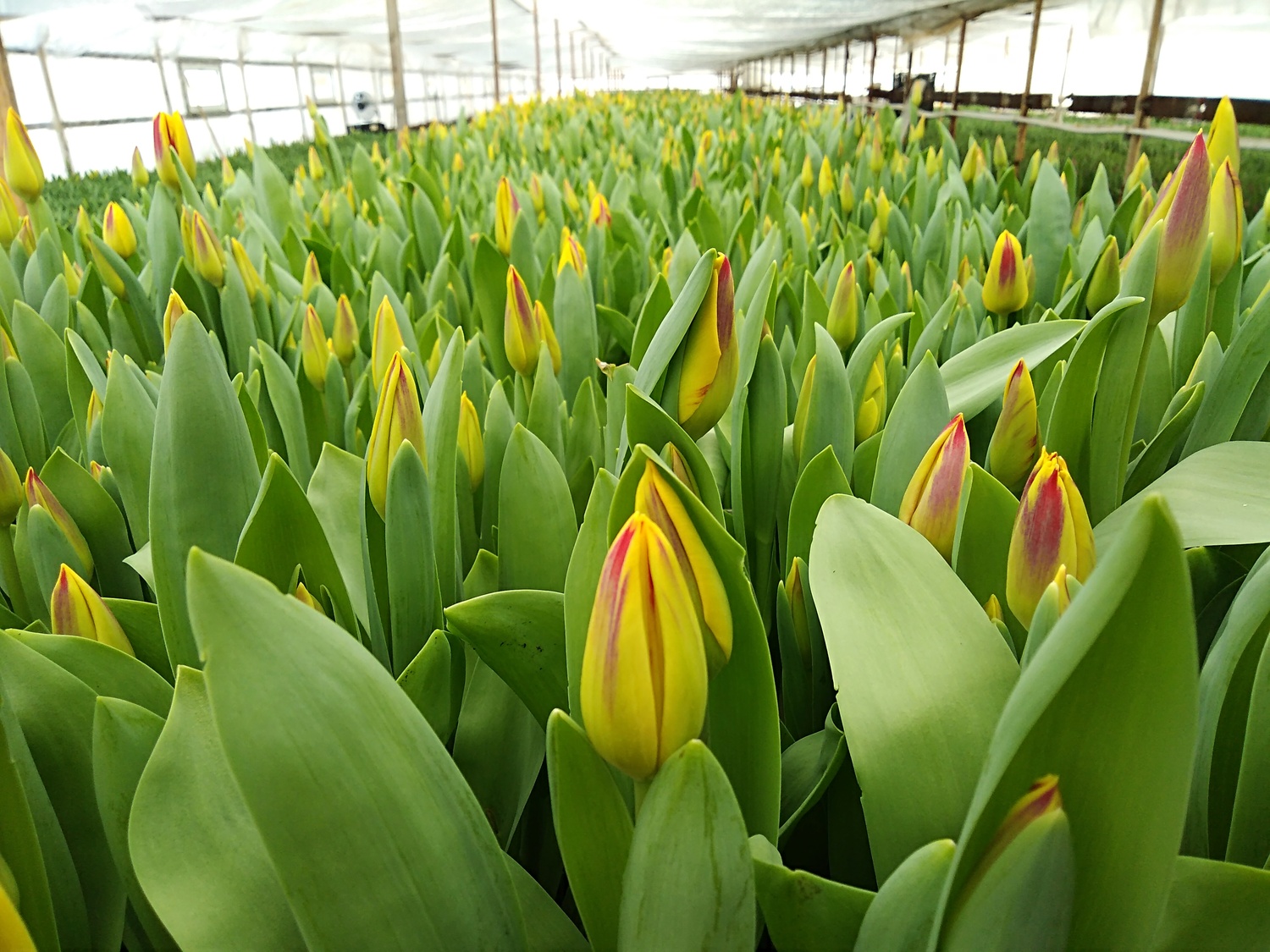 Тюльпаны Тюльпаны